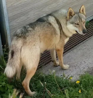 Busco CD muy femenina x Tetuán o alrededores